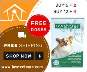 Pet care ( CJ )